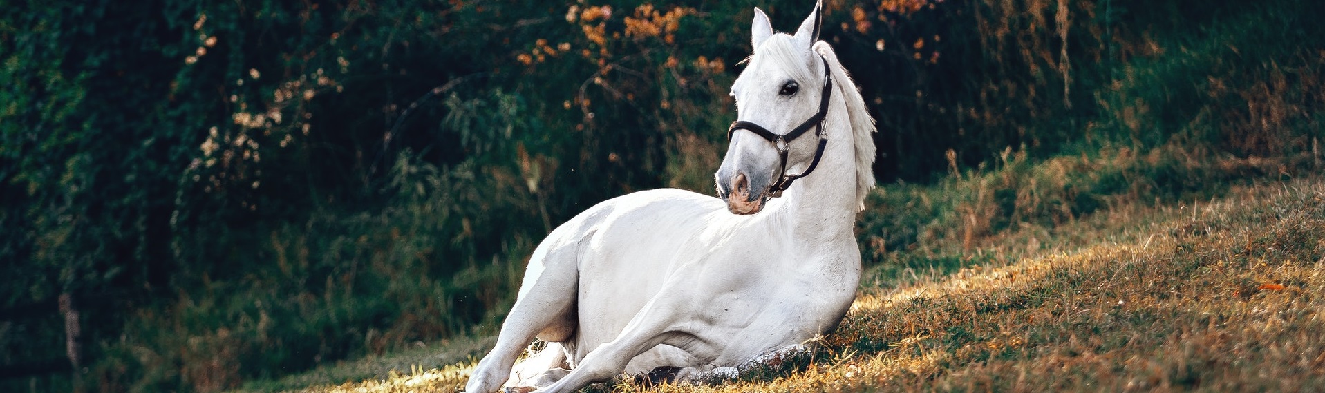 Pension pour chevaux